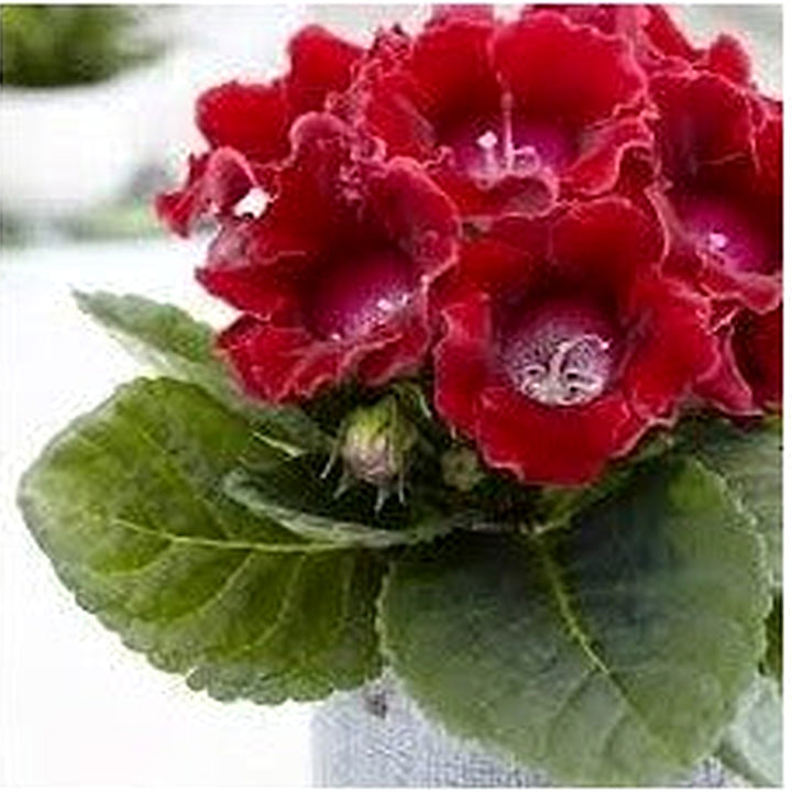 Deep Red Gloxinia Flower Seeds for Planting [neera-v5-c24b3c7a253c0d581d87]
