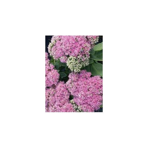 Sedum Dragon’s Blood Groundcover Plant Seeds for Planting [neera-v5-c2533bcf6591ffd7ea91]