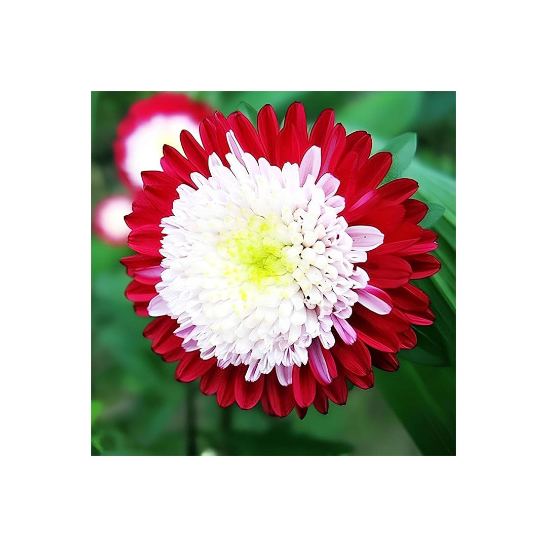 Red Aster Rainbow Chrysanthemum Perennial Flower Flower Seeds for Home Garden Planting, Colorful [neera-v5-c255d68d8442a78c9e9a]