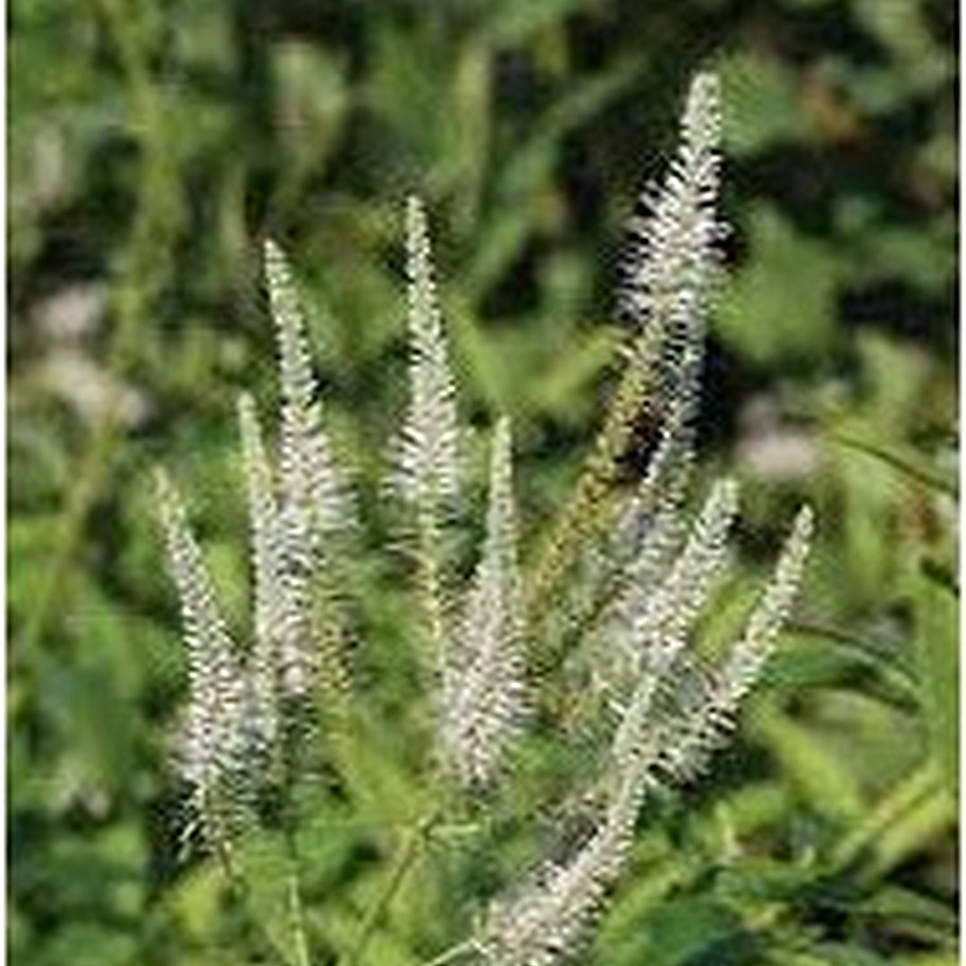 White Culver's Root Plant Seeds for Planting | Heirloom, Non-GMO, High Germination Organic Garden Seeds [neera-v5-c25b389a6a1335669a84]
