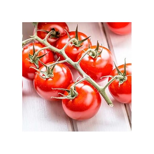 Red Tomato Seeds for Planting [neera-v5-c275b4988dad90d533d2]