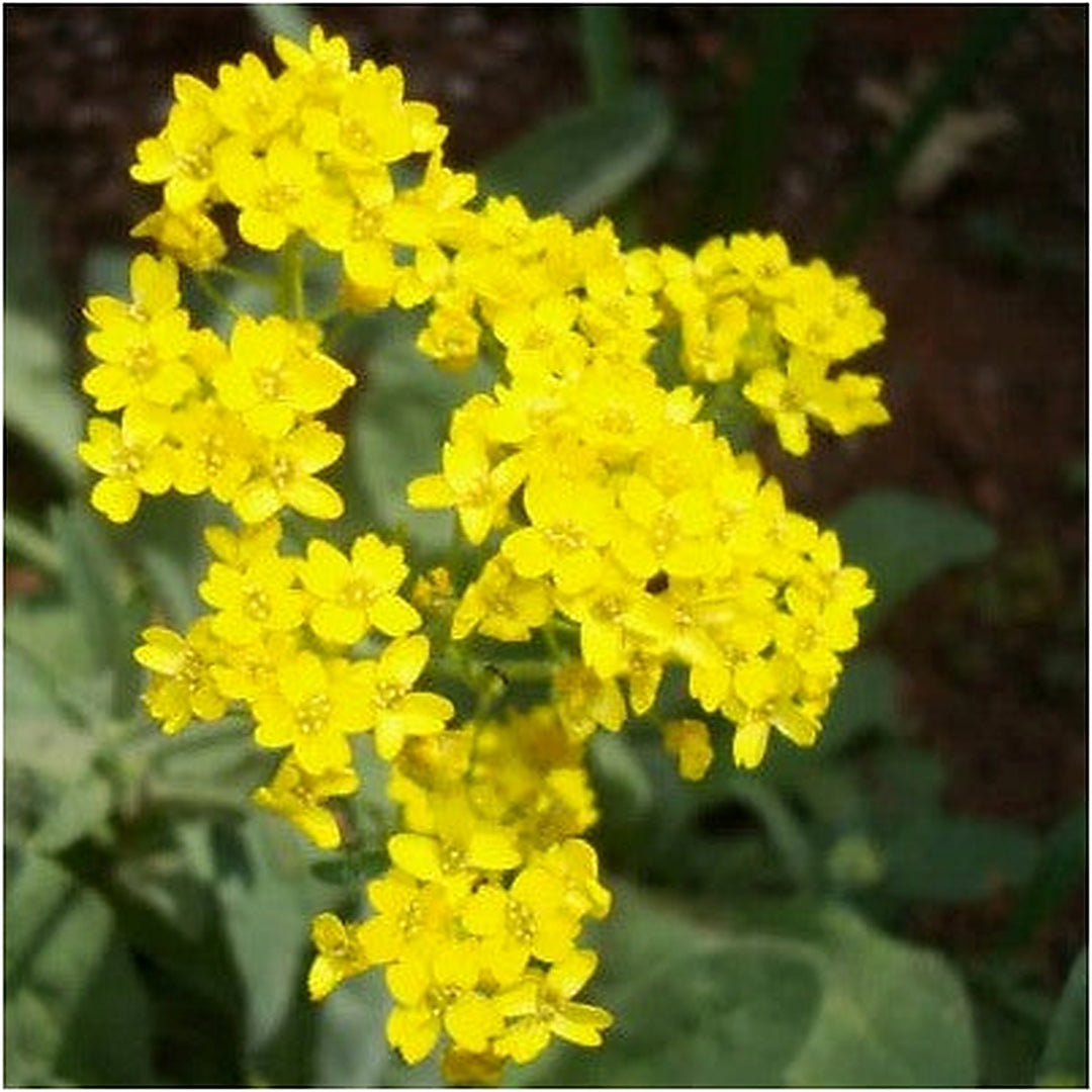 Yellow Basket Of Gold Alyssum Planting Alyssum Heirloom Non Gmo Flower Seeds Home Garden [neera-v5-c276fd9555c7bd409a5f]