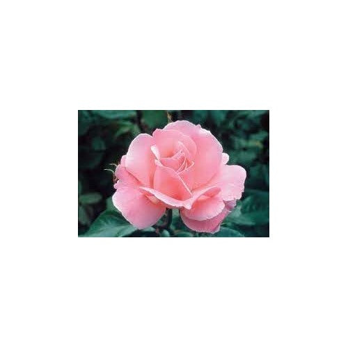 Rose Queen Elizabeth Plant Seeds for Planting [neera-v5-c286f70ce4cd6c800050]