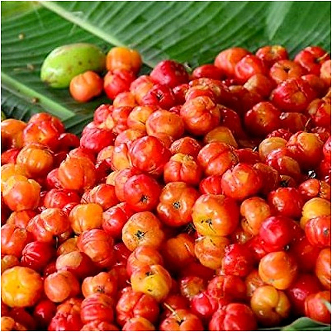 Heirloom Barbados Cherry Fruit Seeds for Planting [neera-v5-c2abfefd34c21046a914]