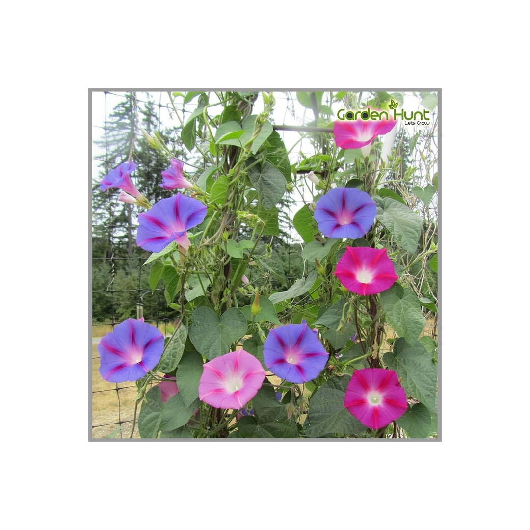 Morning Glory Ipomoea Purpurea Climbing Petunia Flower For Planting Excellent For Vertical Garden [neera-v5-c2b31d7b4bc8e8ff9483]