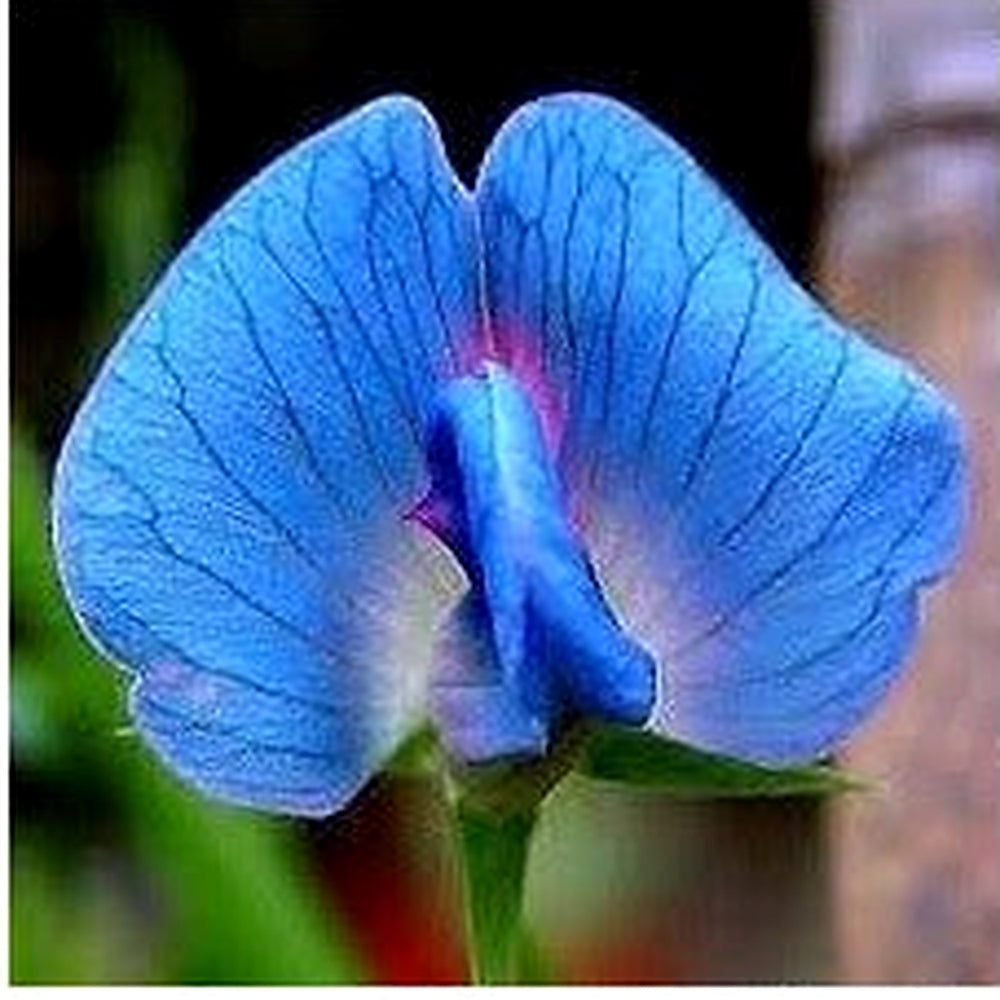 Heirloom Non-GMO Lathyrus Sativus Flower Seeds for Planting [neera-v5-c2b50b86010348a795f8]