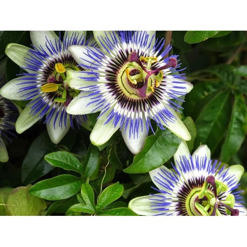 Heirloom Blue Passion Flower Seeds [neera-v5-c2b60b9ed0779e9370ec]