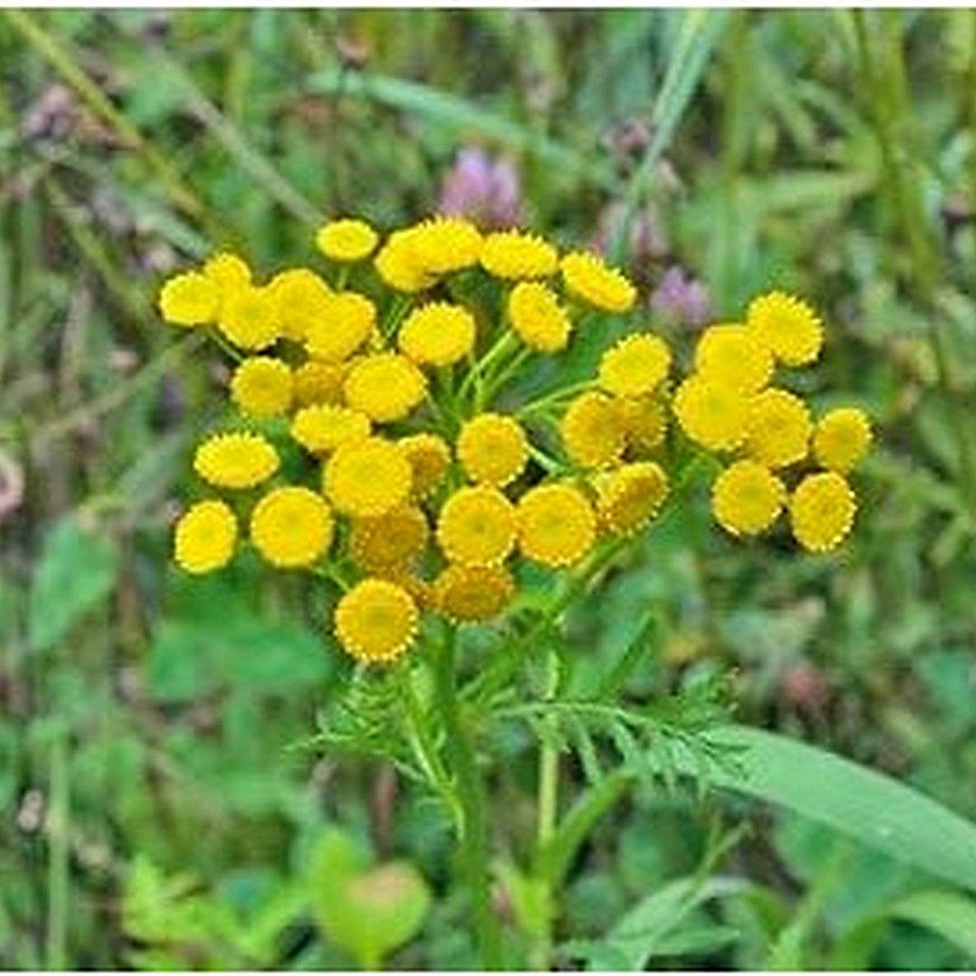 Costmary Flower For Planting Flower Seeds for Home Garden Planting, Exotic Organic Blooming [neera-v5-c2bf73a0e35d8dfe39ed]