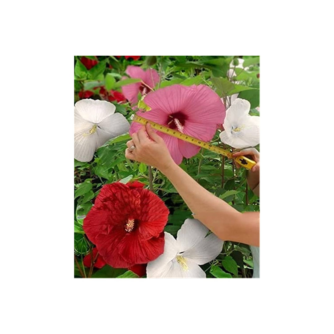 Giant Hardy Hibiscus For Garden Courtyard And Potted Planting Flower Seeds for Home Garden [neera-v5-c2c0cd5076925af44193]