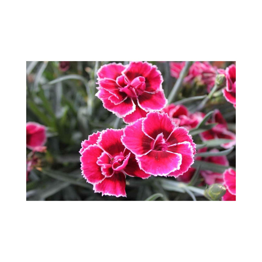 Pink Red Heirloom Non Gmo Dianthus Flower For Garden Planting Vibrant Fragrant Blooms Flower Seeds [neera-v5-c2ce9804dfe4c604f8f2]