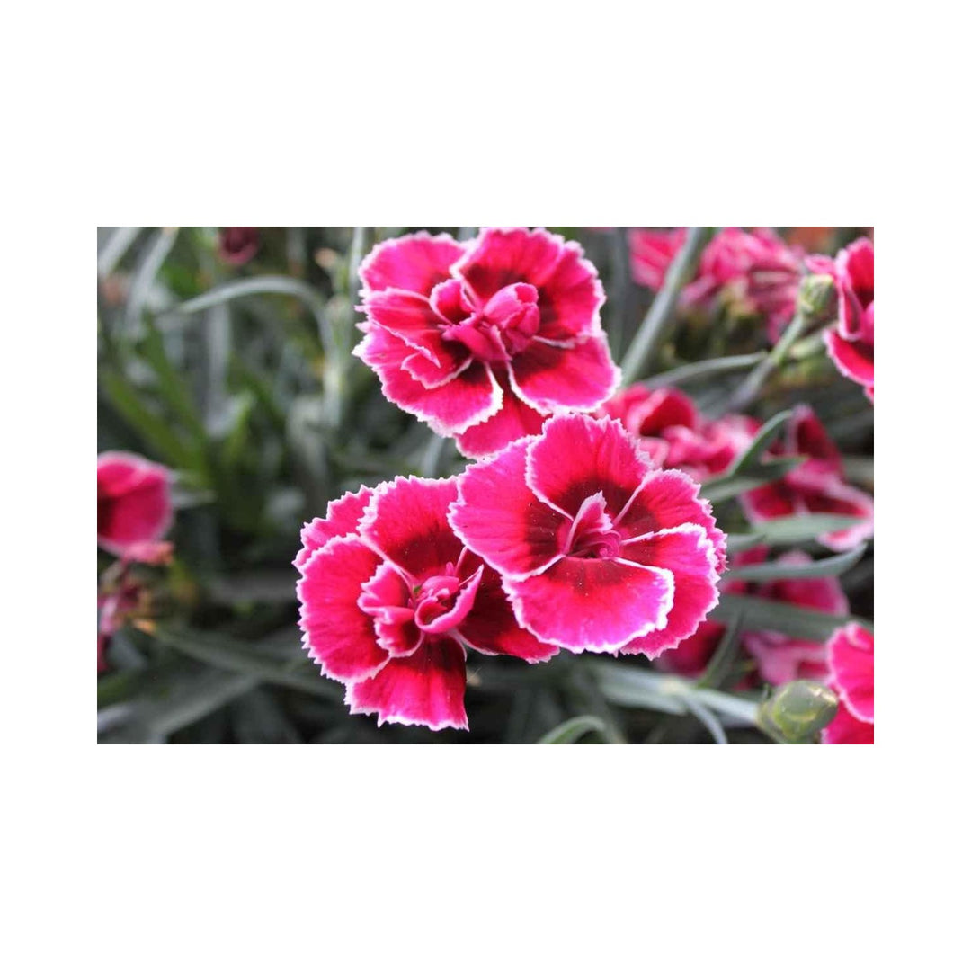 Pink Red Heirloom Non Gmo Dianthus Flower For Garden Planting Vibrant Fragrant Blooms Flower Seeds [neera-v5-c2ce9804dfe4c604f8f2]