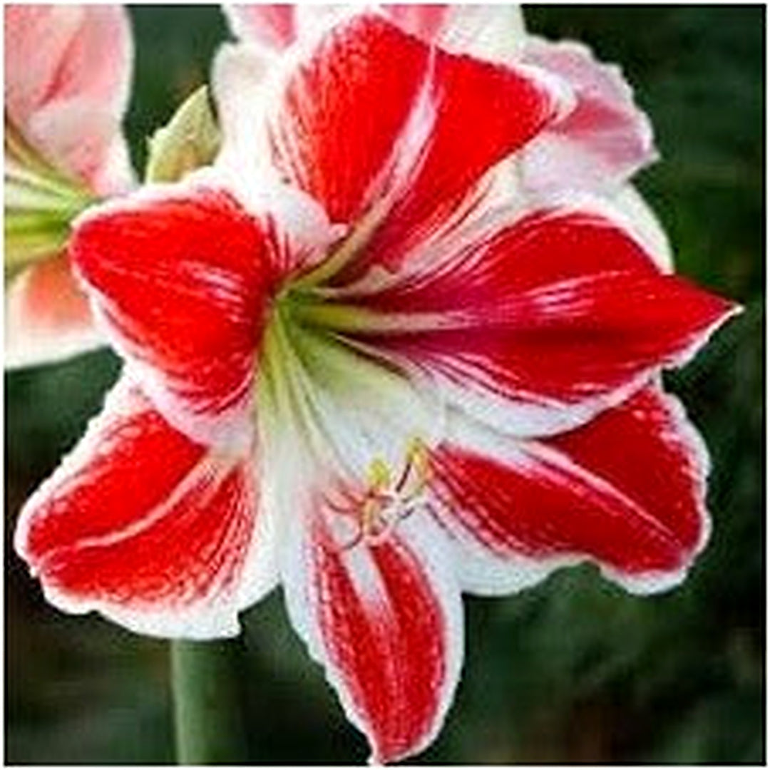 Amaryllis Red & White Flower Seeds for Planting [neera-v5-c2cf7a363f796c153397]