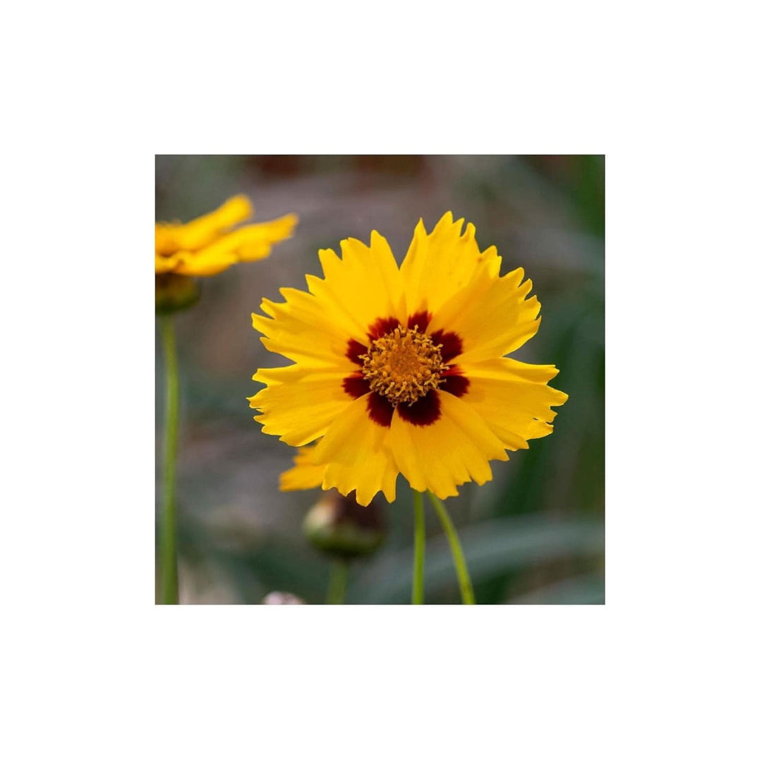 Coreopsis Largeflower Tickseed Flower Flower Seeds for Home Garden Planting, Landscape Organic [neera-v5-c2d7cf16ebcff52dcf7e]