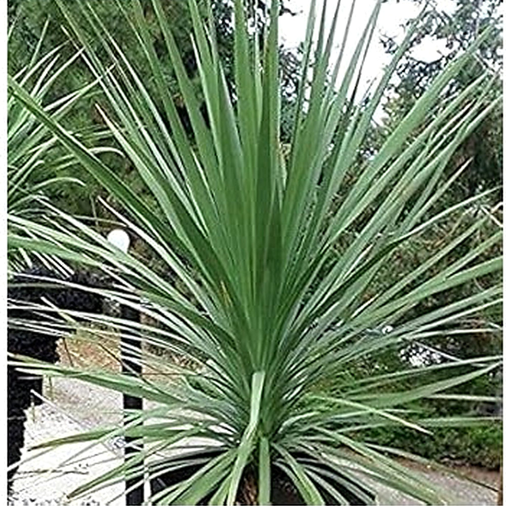 Heirloom Non-GMO Dracaena Spike Annual Flower Seeds for Planting [neera-v5-c2e0b5e1c72fff4e7534]