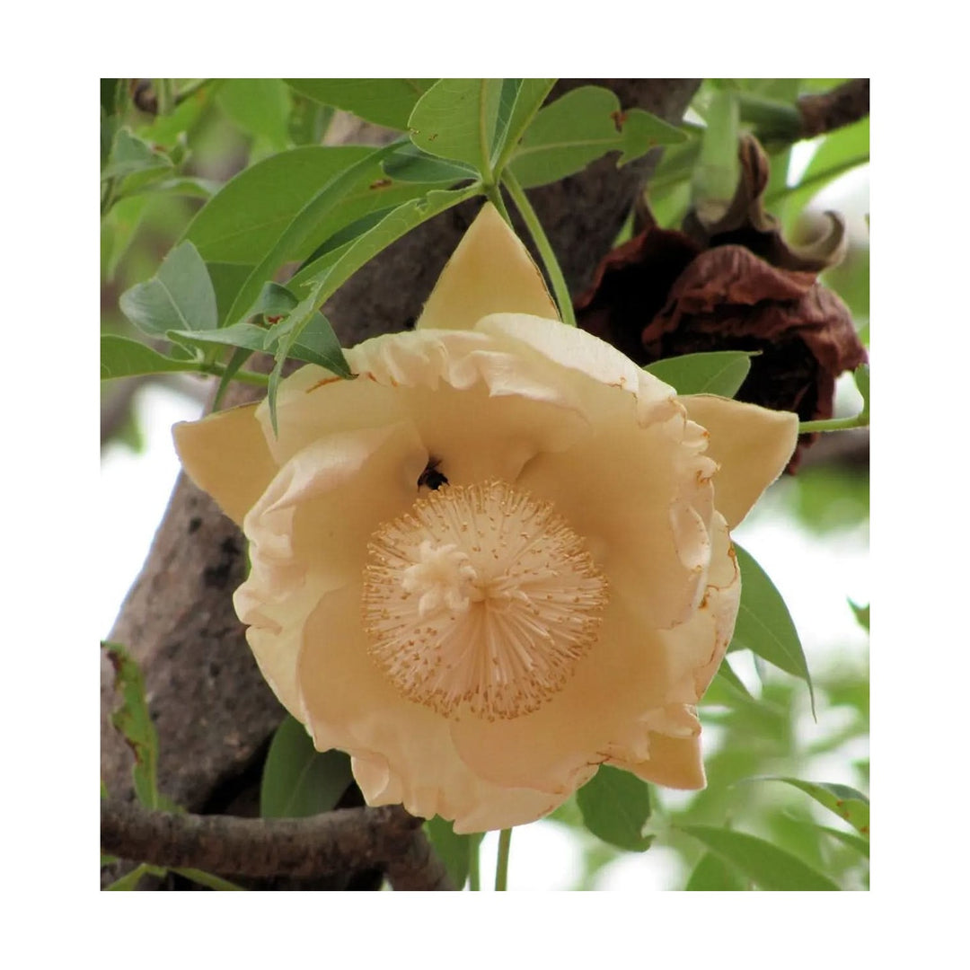 Heirloom Non Gmo Adansonia Digitata Flower For Planting Exotic Baobab Tree For Unique Gardens [neera-v5-c2e29486c5033dfd7455]
