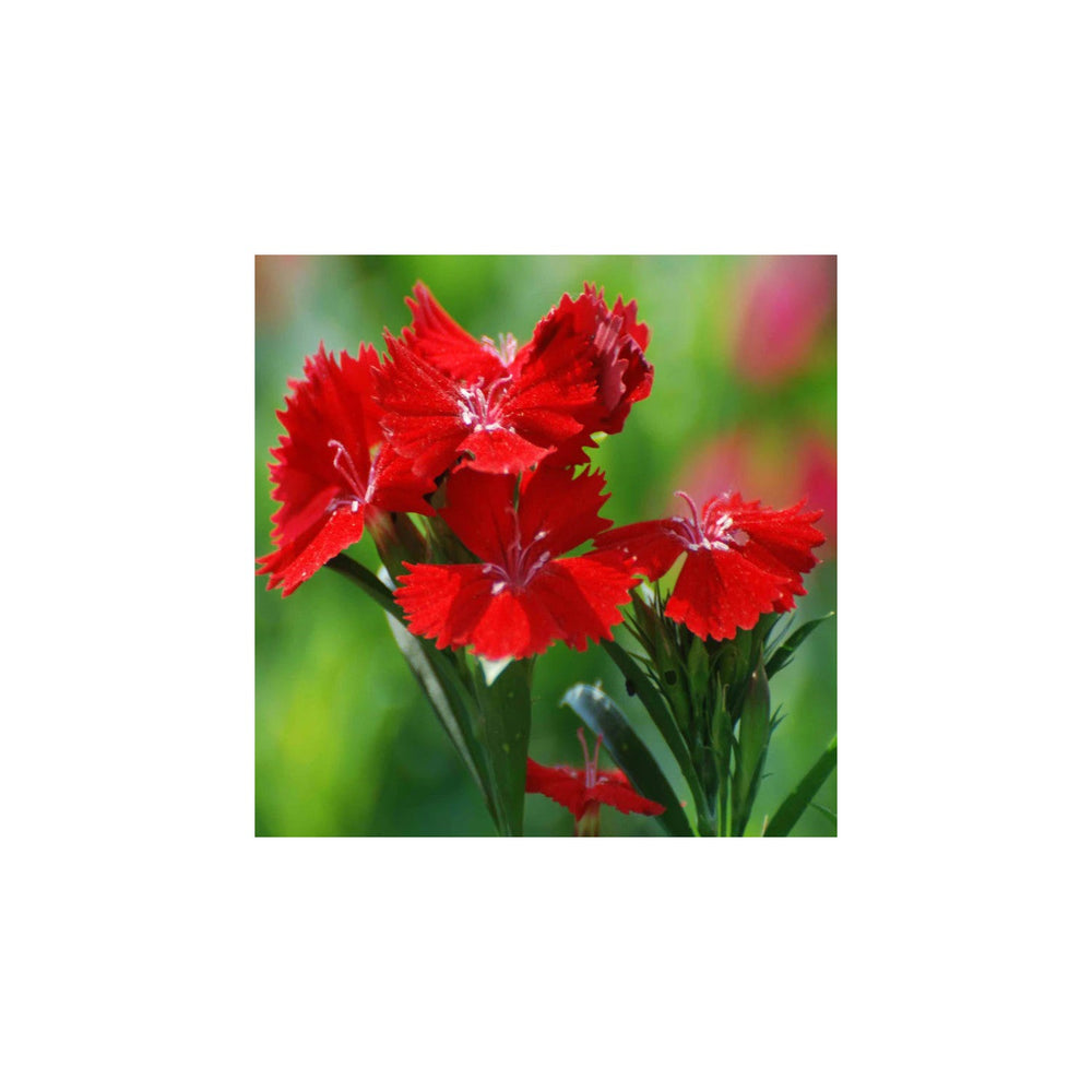 Red Heirloom Non Gmo Dianthus Flower Garden Planting Fragrant Hardy Blooms Variety Flower Seeds [neera-v5-c2fb278e6bbee54288b2]
