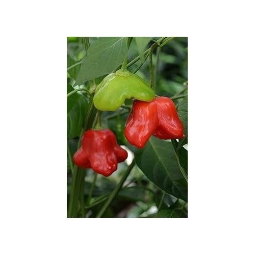 Mad Hatter Pepper Vegetable Seeds for Planting [neera-v5-c2fb6c6669a7e348db79]