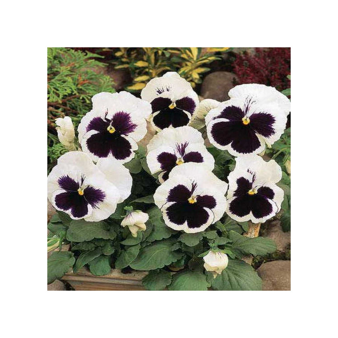 White Black Pansy Planting Heirloom Non Gmo Organic Flower Flower Seeds Home Garden [neera-v5-c3021743db4b8cc05c2f]
