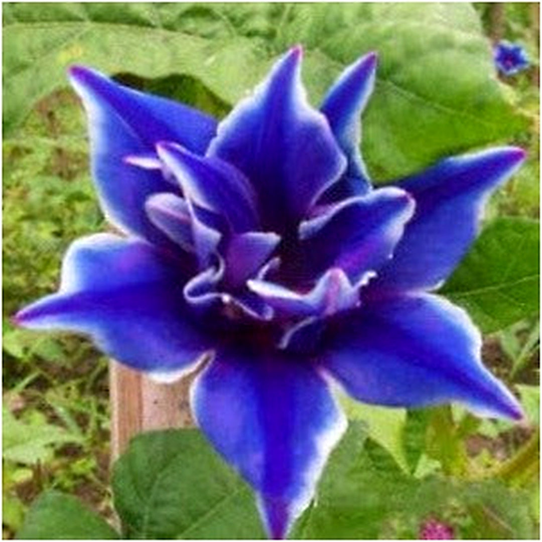 Blue Light Purple Petunia Flower Seeds for Planting [neera-v5-c30481bc674f8d7c057d]