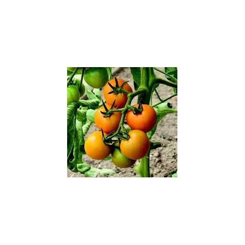 Heirloom Mixed Giant Monster Tomato Seeds for Planting [neera-v5-c30cfe0298a15fc21f85]