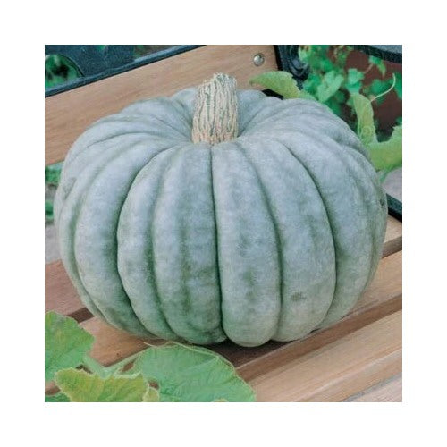 Blue Jarrahdale Pumpkin Jarradale Queensland Cinderella Doll Heirloom Non Gmo Flower Seeds Home [neera-v5-c30f10c2918cee3c388a]