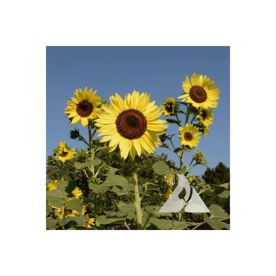 Lemon Queen Sunflower Flower Seeds for Home Garden Planting, Lush Organic Blooming Collection [neera-v5-c32f8daf6808d3f4486d]