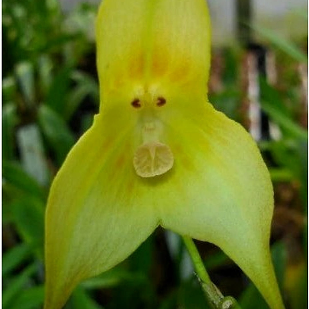Light Green Monkey Face Orchid Seeds for Planting [neera-v5-c32feaf43006a34ce48d]