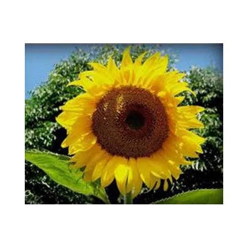 Sunflower Mammoth Russian Newly Harvested Foot Tall Heirloom Non Gmo Flower Seeds Home Garden [neera-v5-c3402cdc0cdd389a9625]