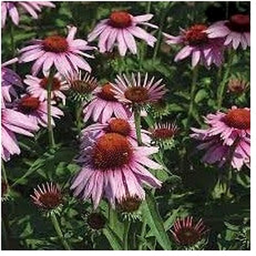 Heirloom Non-GMO Pink Echinacea Coneflower Seeds for Planting [neera-v5-c346136a76d1f0e1f593]