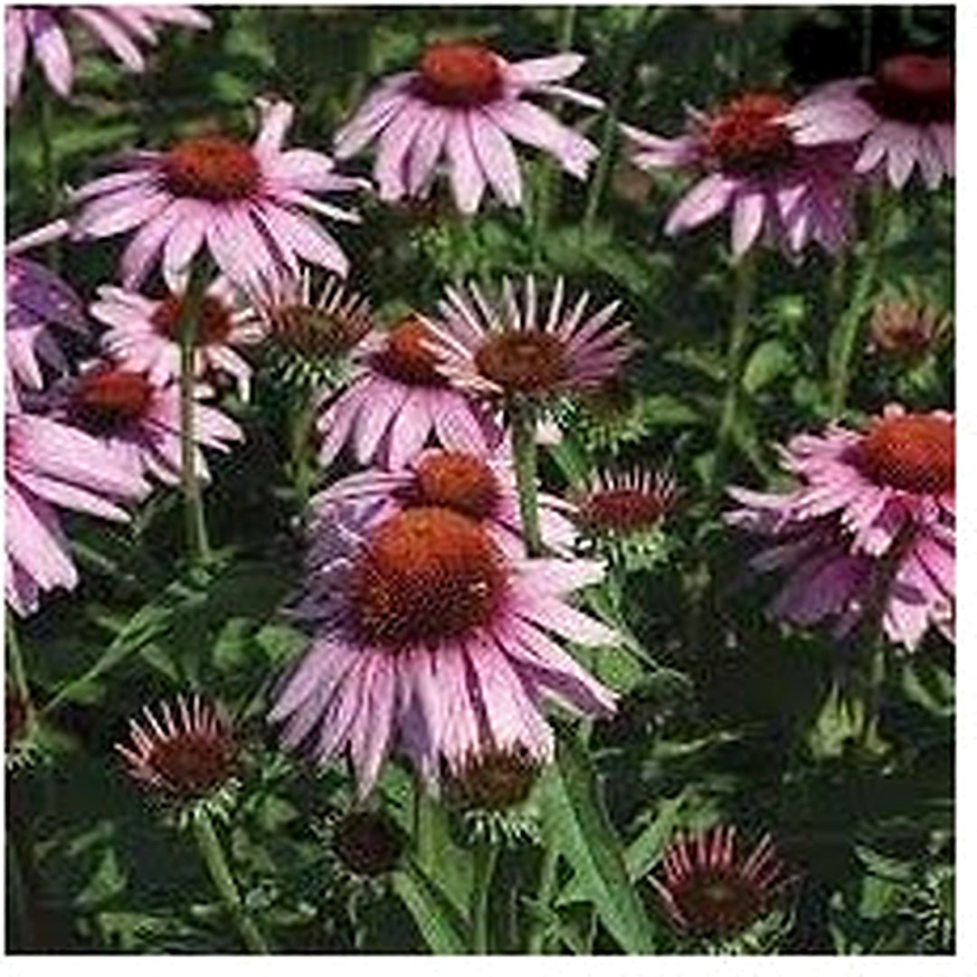 Heirloom Non-GMO Pink Echinacea Coneflower Seeds for Planting [neera-v5-c346136a76d1f0e1f593]