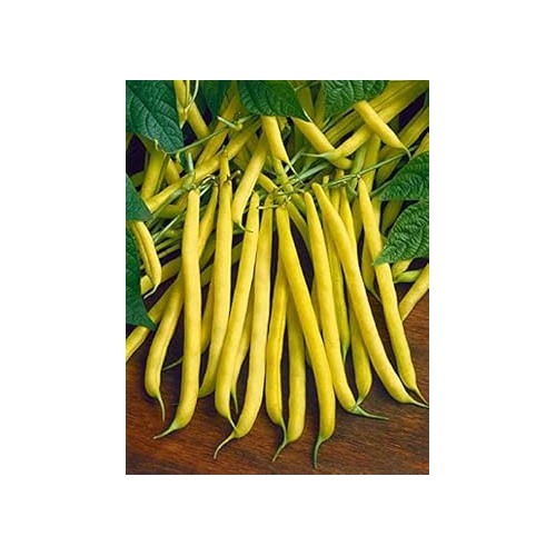 Heirloom Non-GMO Yellow Wax Bean Vegetable Seeds for Planting [neera-v5-c34a106ae6f0bd1d3c7d]