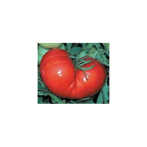 Heirloom Non-GMO Huge Red Tomato Seeds for Planting [neera-v5-c34cb453b74707bae34d]
