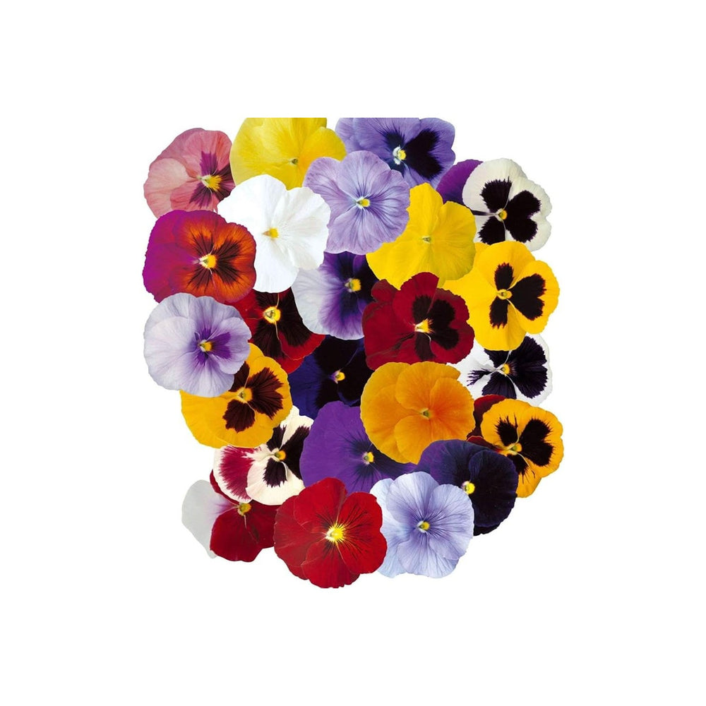Garden Pansy Viola Tricolor Flower For Planting In Home Garden Indoor Pots Flower Seeds for [neera-v5-c358f1e5bc89f6f71671]