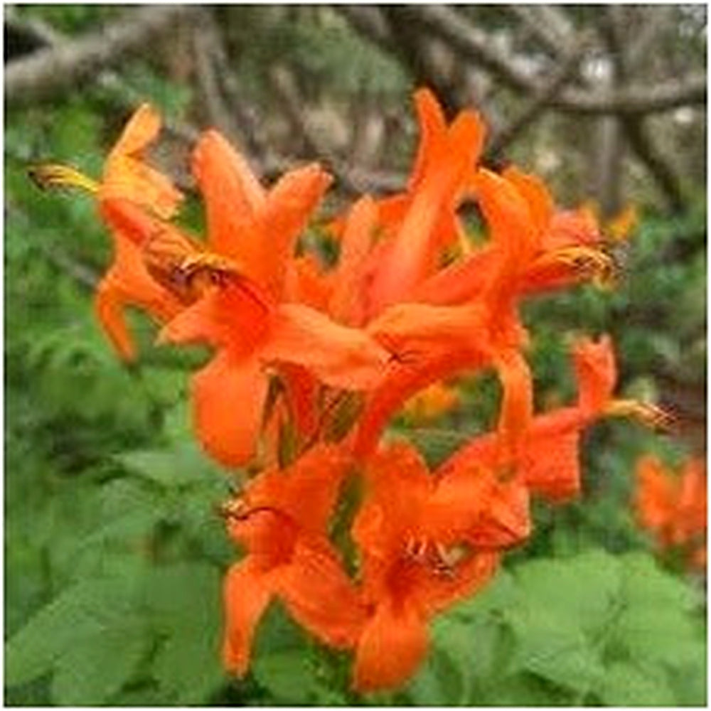 Orange Clematis Flower Seeds [neera-v5-c359e145be3499470c25]