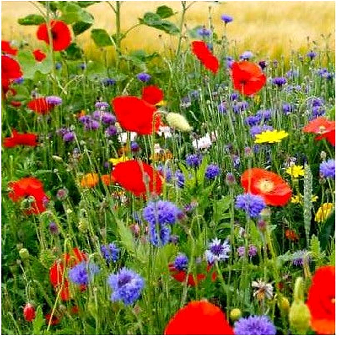 Wildflower Mix Fall Maximum Fall Planting Spring Spring Blooms Heirloom Non Gmo Flower Seeds [neera-v5-c363c324bc075e70a7bf]