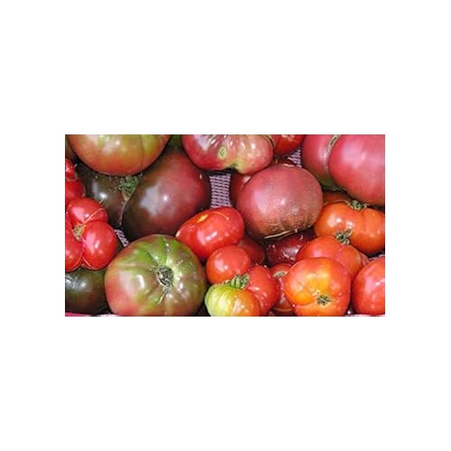 Big Red Tomato Seeds for Planting [neera-v5-c363e3982f349d32ecfc]