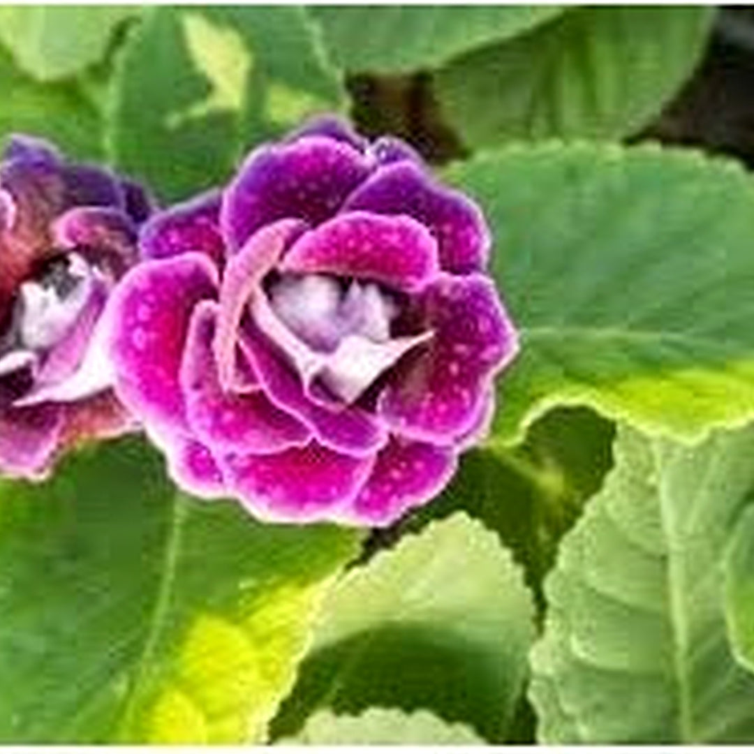Maroon & Red Gloxinia Heirloom Non-GMO Seeds for Planting [neera-v5-c36414ac92c995ab6c58]