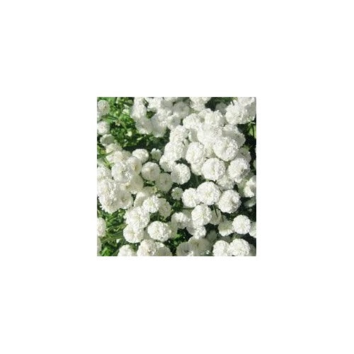 Heirloom Yarrow Superior Flower Seeds Non-GMO for Garden Pollinator-Friendly Blooms [neera-v5-c37279d1aff833952d30]