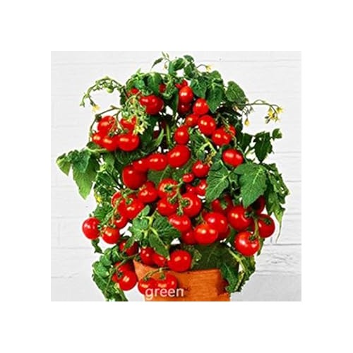 Red Bonsai Tomato Seeds for Planting [neera-v5-c37aba21bd6f1a853a01]