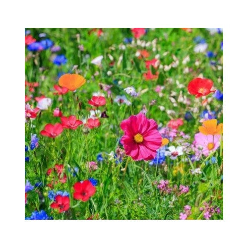 Butterfly Bird Wildflower Heirloom Non Gmo Flower Seeds Home Garden Planting, Exotic Organic [neera-v5-c38136833c3cd9adbe5b]
