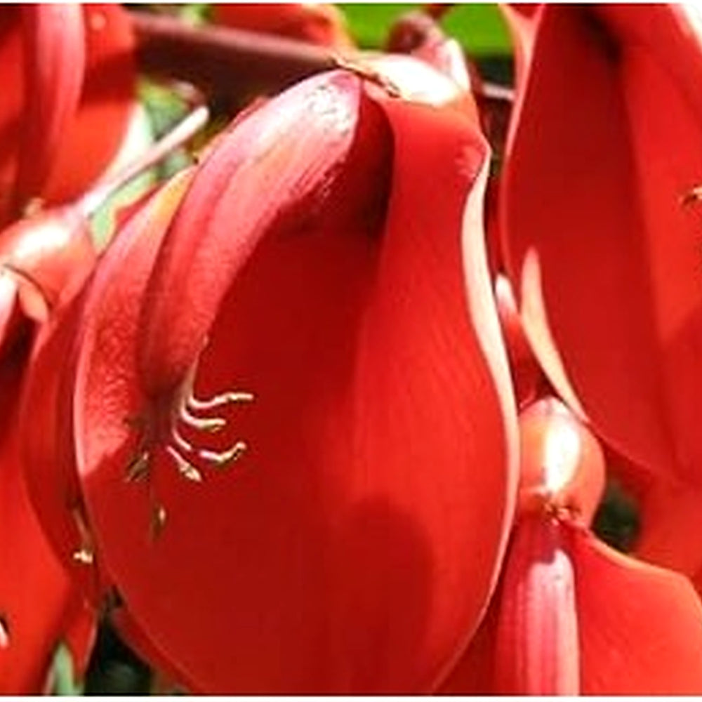 Dark Orange Erythrina Crista Galli Flower Seeds for Planting [neera-v5-c383b8c2ec12e5c4545d]