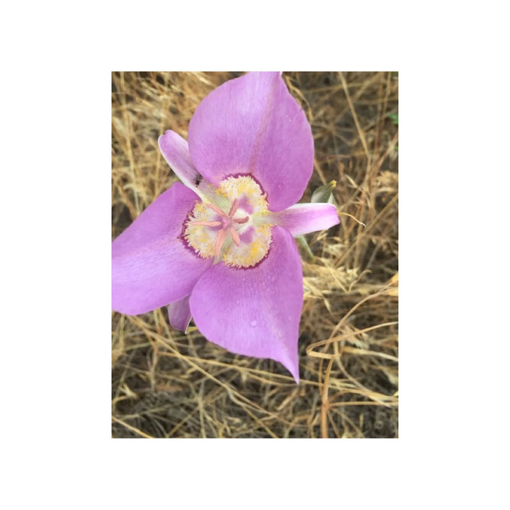 Heirloom Non Gmo Calochortus Macrocarpus Flower Sagebrush Mariposa Lily For Native Wildflower [neera-v5-c3855596e13d8f03b1fb]