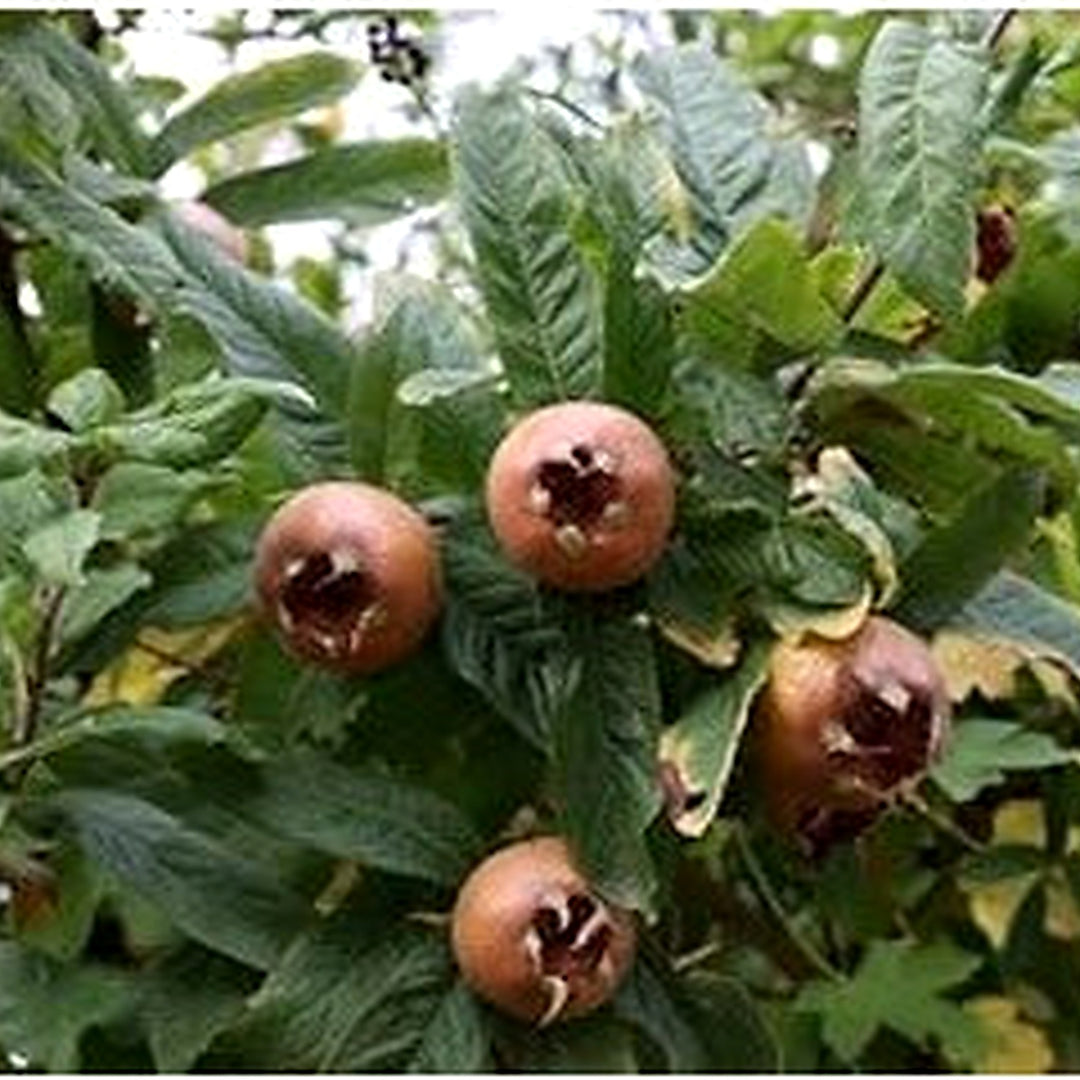 Mespilus Germanica Fruit Seeds for Planting [neera-v5-c3904d85cfa2dba8e1b1]