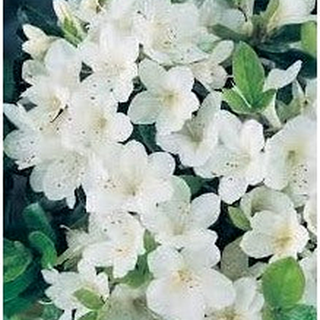 White Rhododendron Flower Seeds for Planting [neera-v5-c3c21aba89d3fa699cc9]