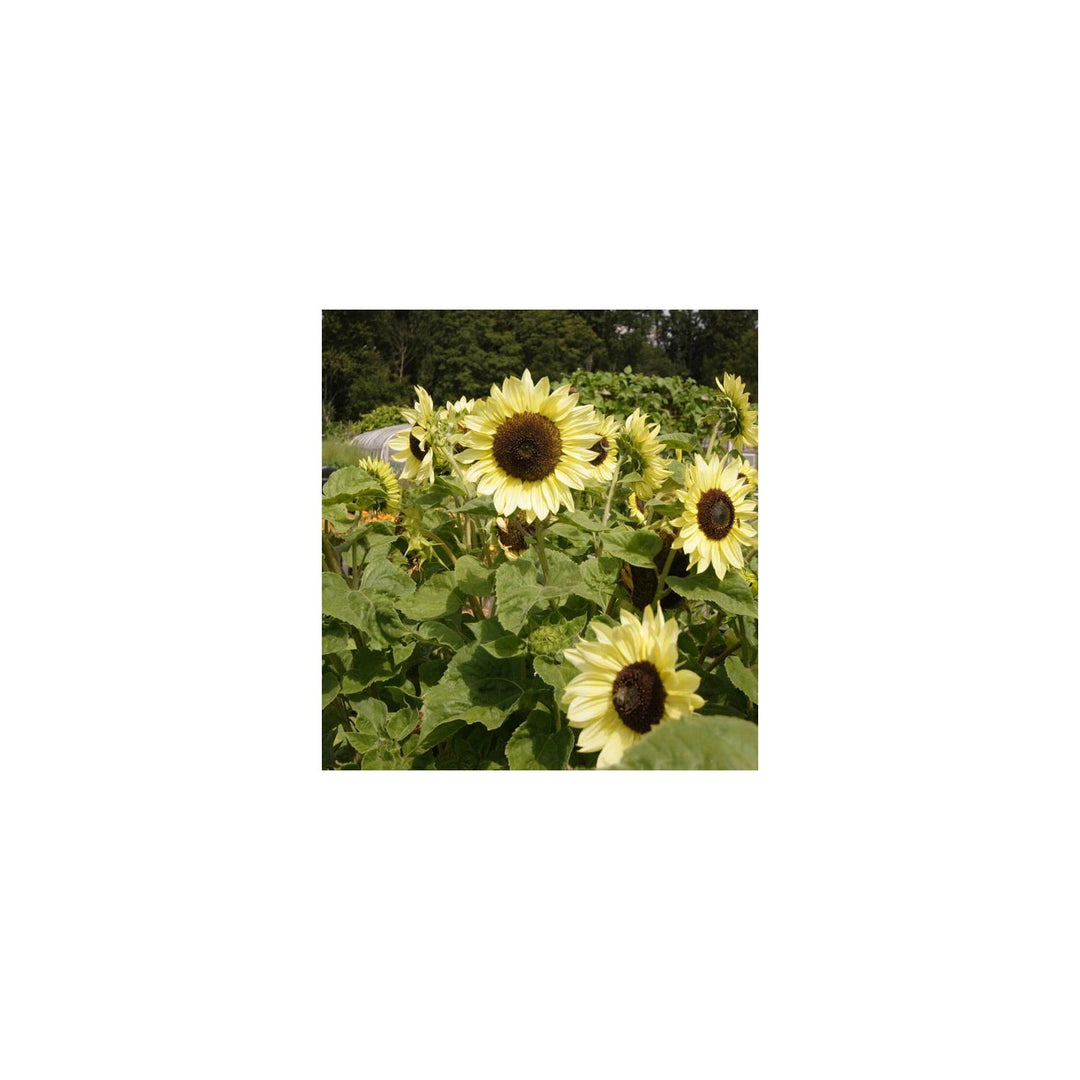 Lemon Sunflower Heirloom Non Gmo Flower For Planting In Home Garden Flower Seeds for Home Garden [neera-v5-c3c3d418ca6540773d8d]