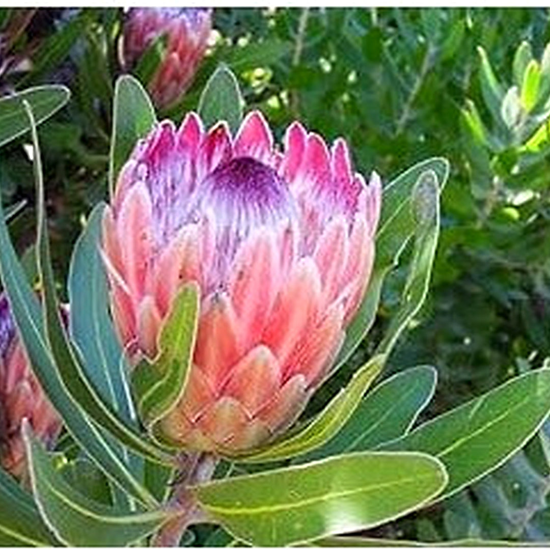 Heirloom Non-GMO Protea Cynaroides Flower Seeds for Striking Garden Landscapes and Outdoor Planting [neera-v5-c3c48f53eb03bb43534c]