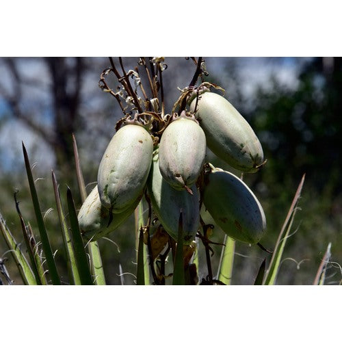 Banana Yucca Fruit Seeds for Planting [neera-v5-c3de85ae3a1c1bf45b27]