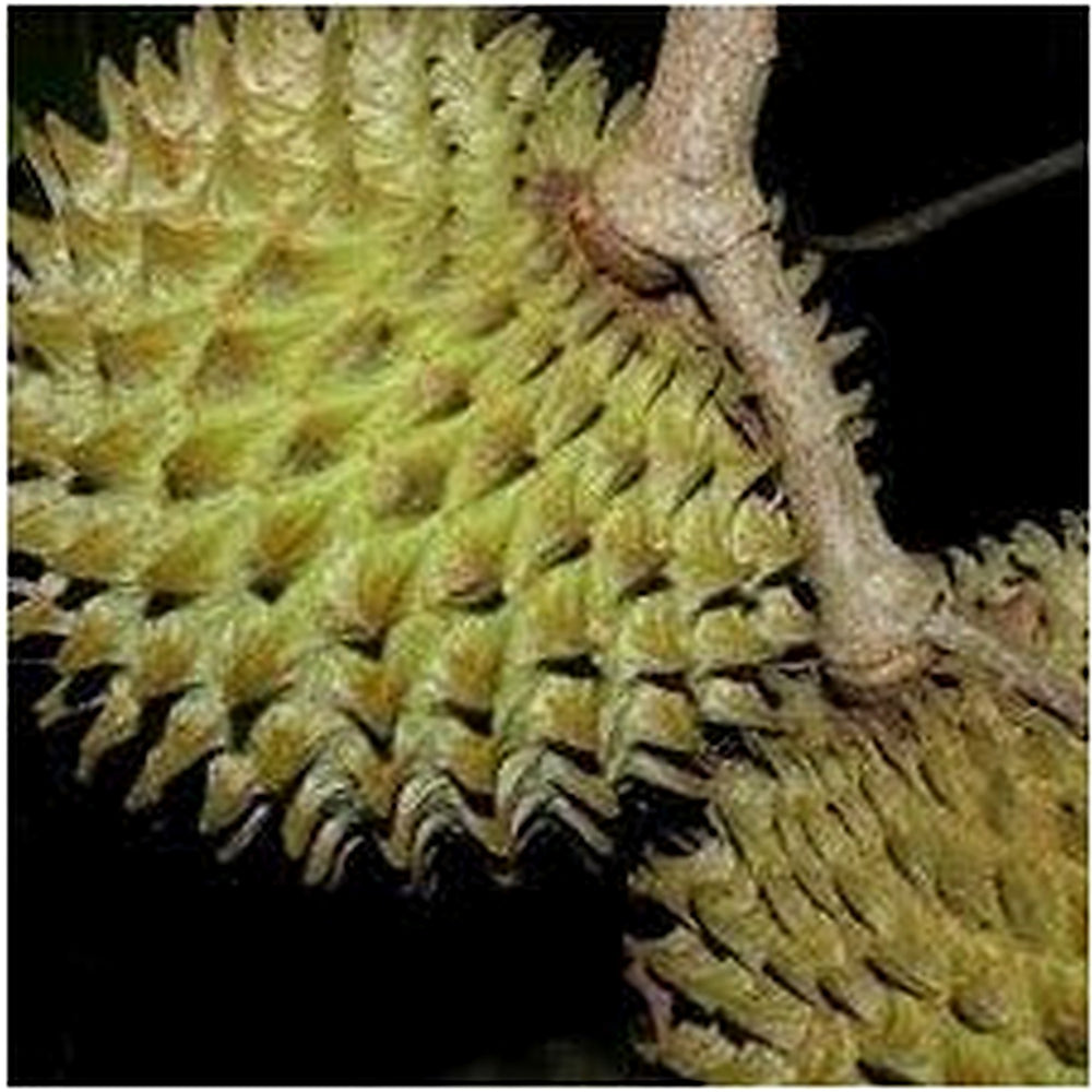 Annona Purpurea Fruit Seed Pack for Planting | Heirloom Non-GMO Organic Garden Seeds for Exotic Fruits [neera-v5-c3e032ffb0d92e0e2cb7]