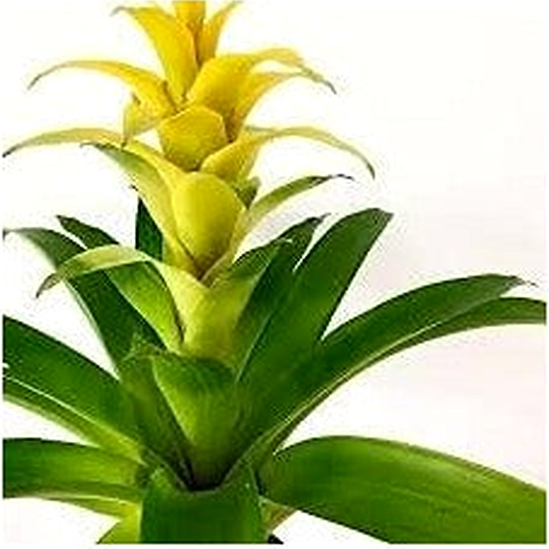 Yellow Bromeliad Tillandsia Bulbosa Plant Seeds for Planting [neera-v5-c3f6855ac3bb4a65ace8]