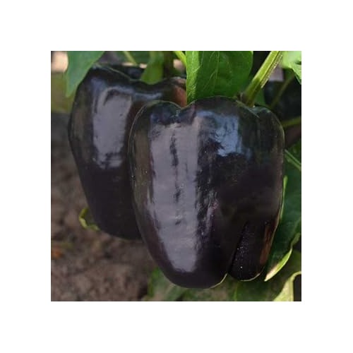 Black Bell Pepper Seeds for Planting [neera-v5-c3fcab83f1ab1f7aa34c]
